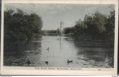 Winnipeg Duck Fond Manitoba