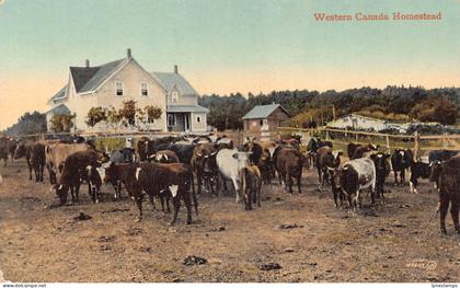 A892 Canada Western Canada Homestead Cattle vintage postcard
