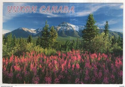 AK 254794 CANADA - Yukon - Fireweed