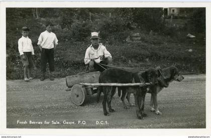 Canada Gaspe Berry Seller Dog Cart ed Henderson