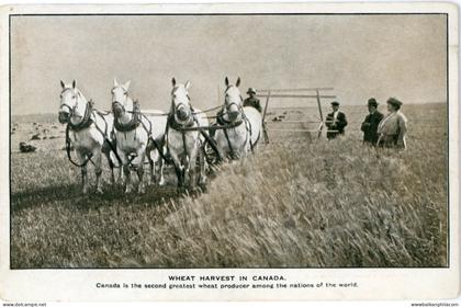 Canada Wheat Harvest with Horses