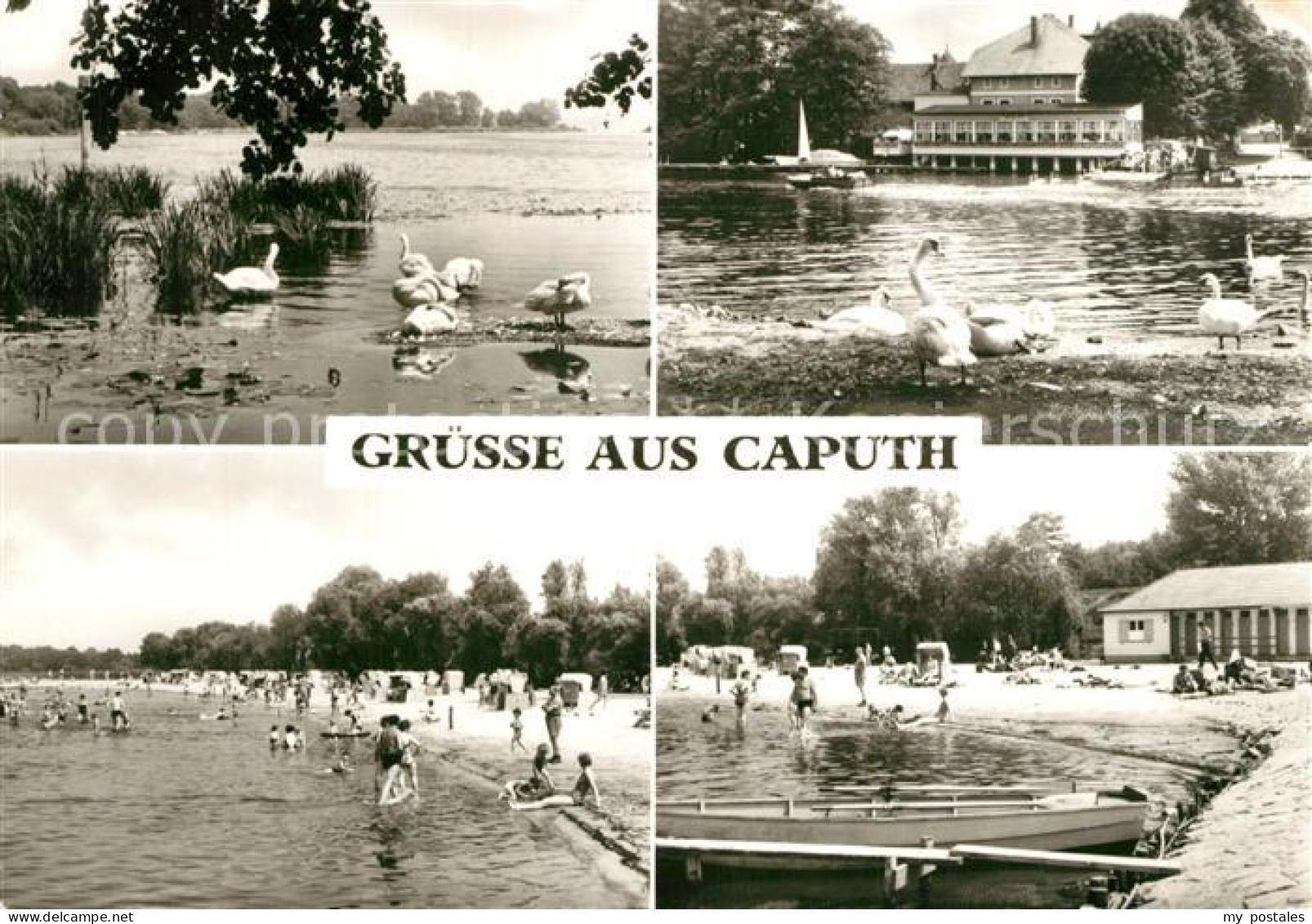 Caputh Schwaene Badestrand Gaststaette