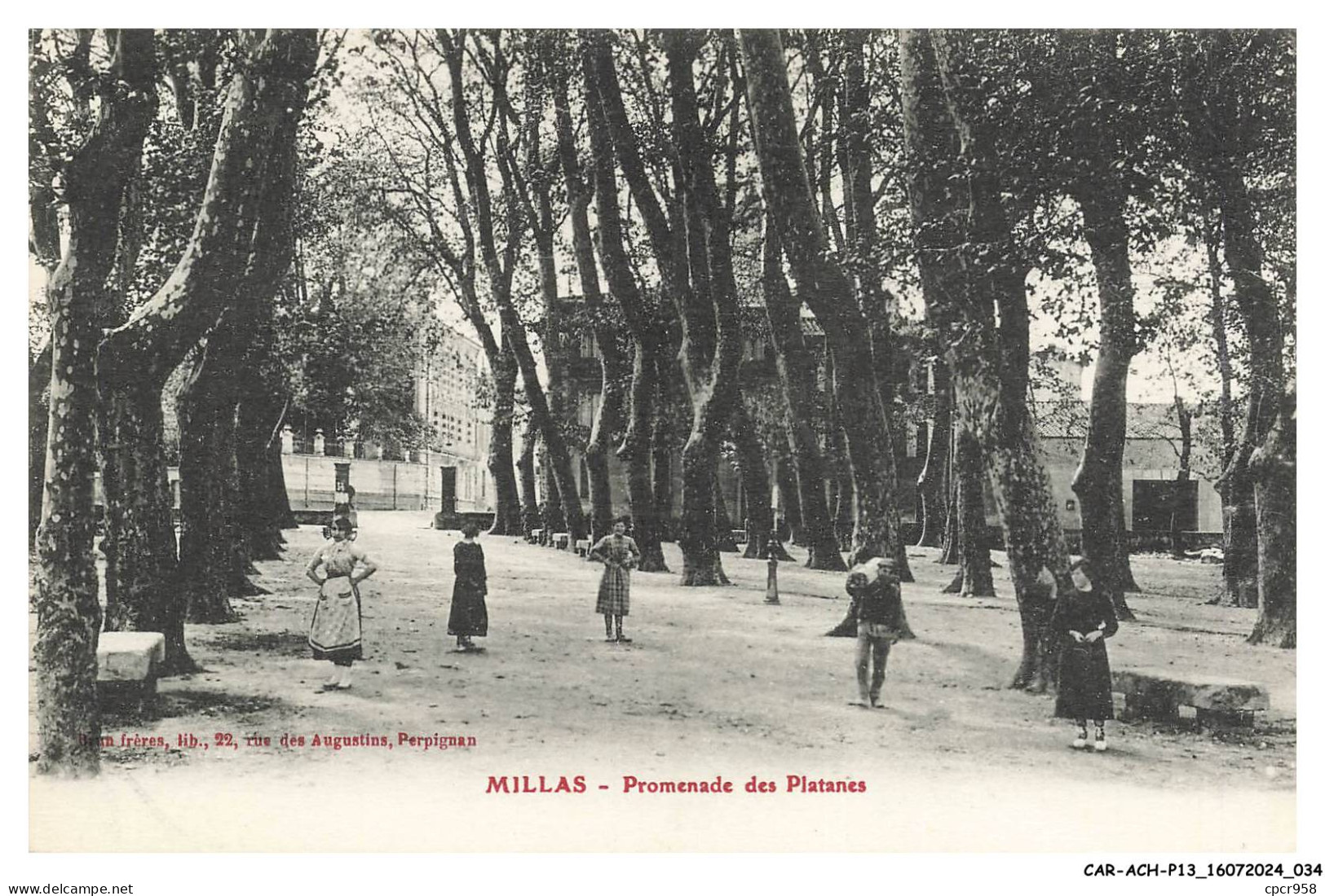 CAR-ACHP13-0834-66 - MILLAS - Promenade des platanes