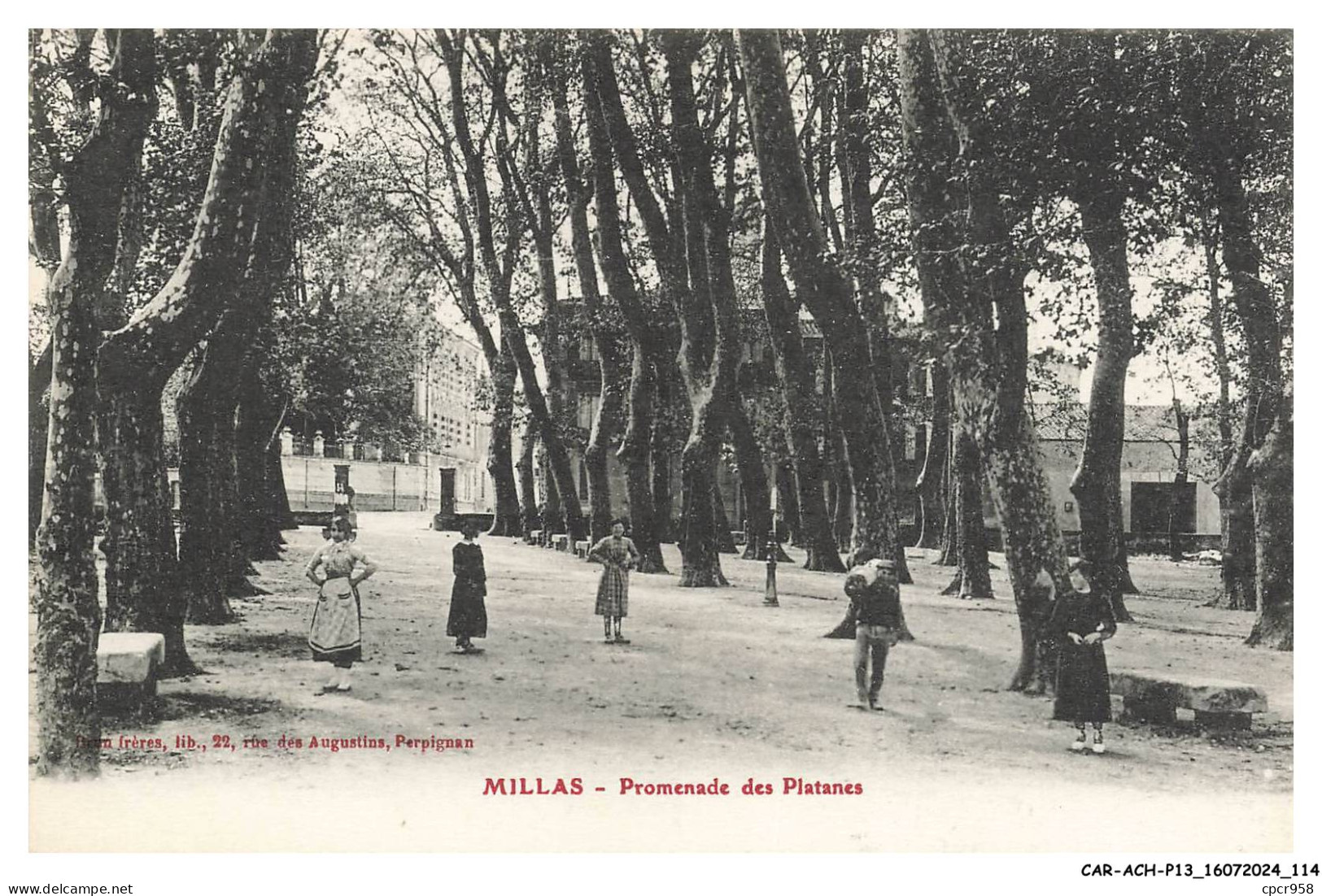 CAR-ACHP13-0874-66 - MILLAS - Promenade des platanes