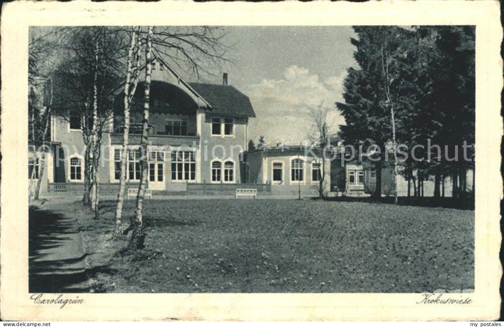 Carolagruen Schoenheide Erzgebirge Krokuswiese