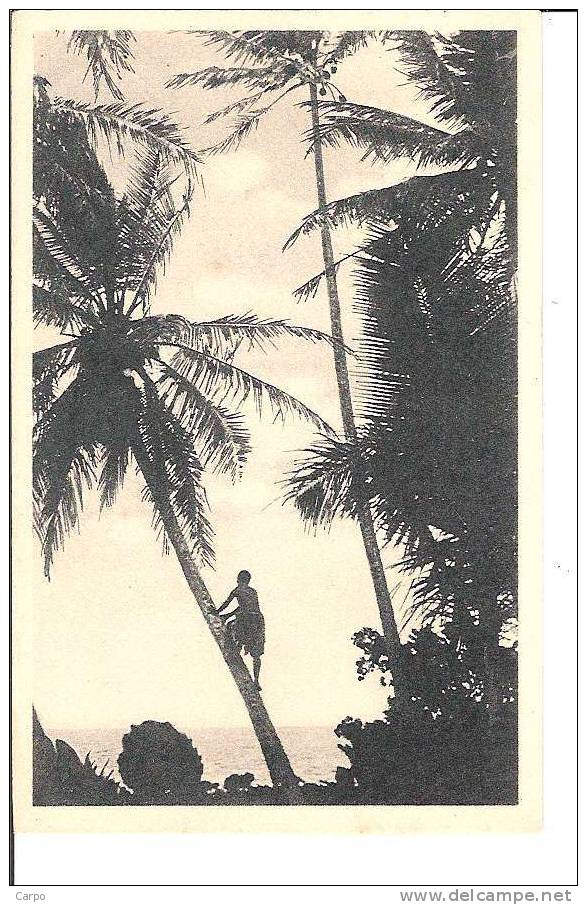 CAROLINES. - A la cueillette des noix de coco.