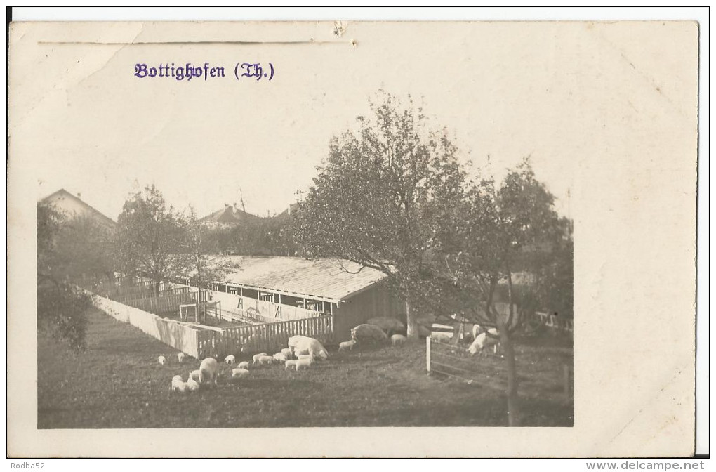 Carte photo CPA - AK - Thurgovie -Thurgau - Bottighoffen - Elevage de cochons - Agriculture - porcs pig
