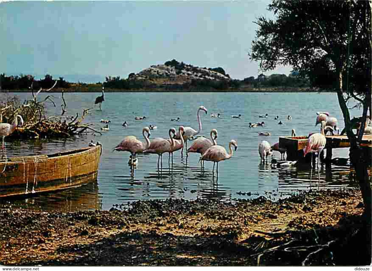 Carte Postale - 11 - Sigean - Réserve Africaine de Sigean - Flamants roses - CPM - Voir Scans Recto-Verso - Poscard - Ca