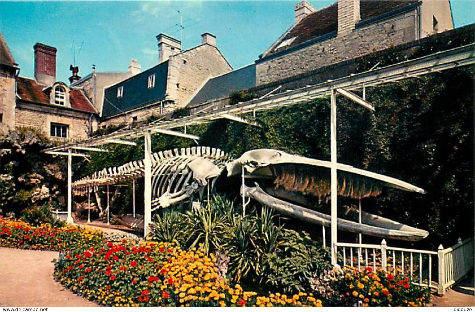 Carte Postale - 14 - Luc sur Mer - Jardin municipal : Squelette de la baleine échouée au lieu dit Moulin de Luc, le 12 j