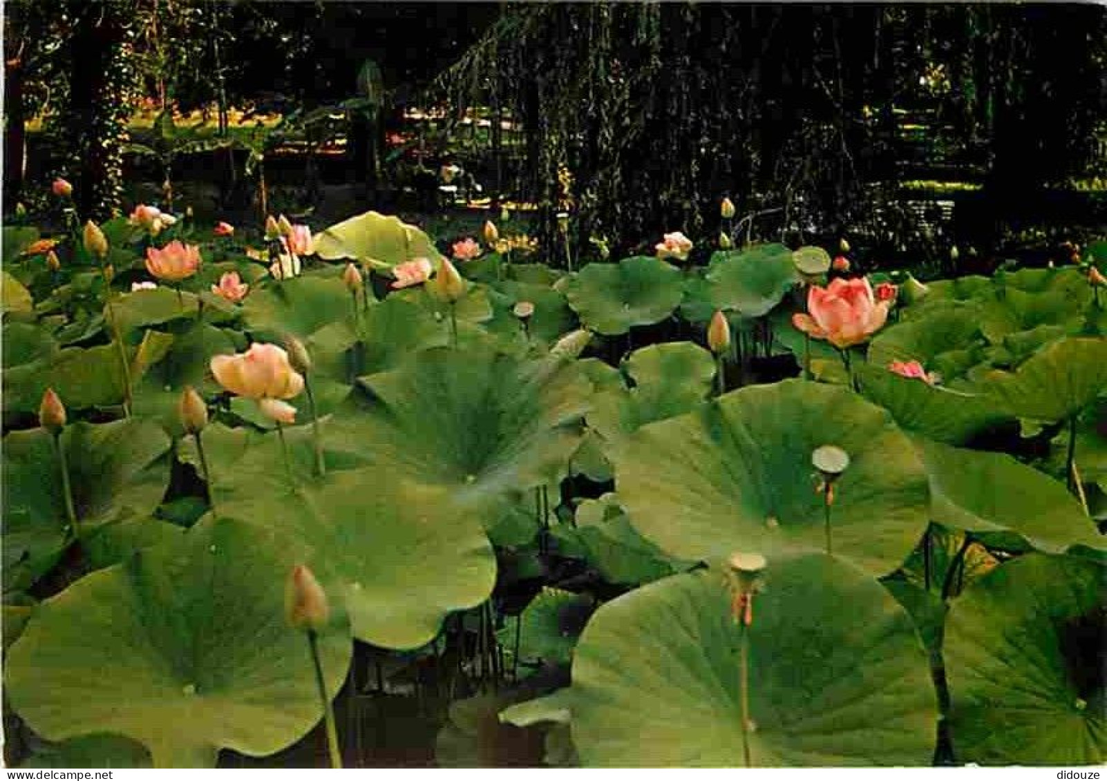 Carte Postale - 32 - Barbotan les Thermes - Un Champ de Lotus - Fleurs - Flamme Postale de Barbotan les Thermes - CPM -