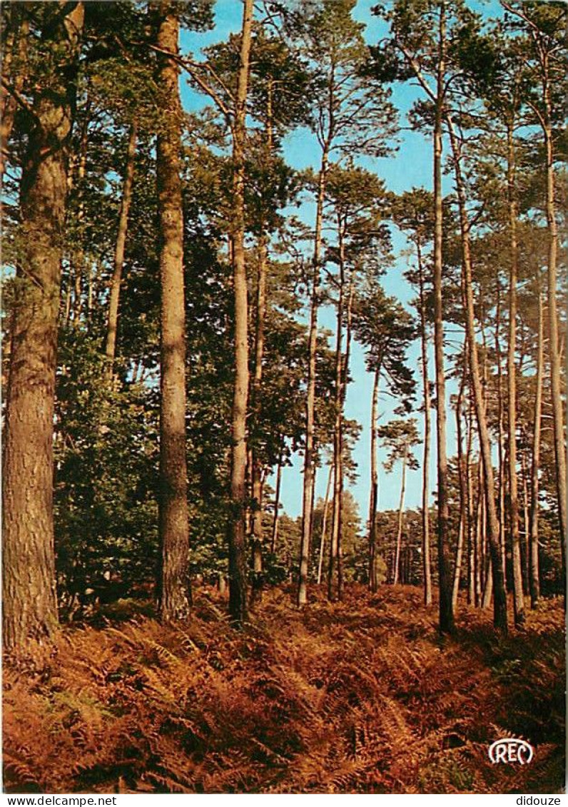 Carte Postale - 36 - Saint Benoit du Sault - Promenade en Berry aux environs de Saint Benoit du Sault - CPM - Voir Scans