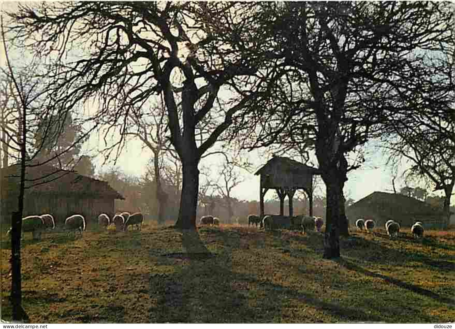 Carte Postale - 40 - Sabres - Parc  Naturel Régional des Landes de Gascogne - Pacage sur l'airial - CPM - Voir Scans Rec