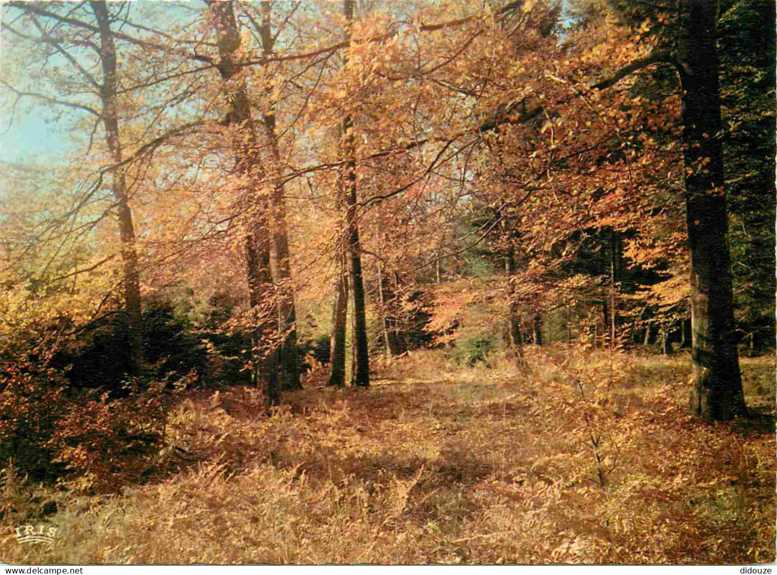 Carte Postale - 87 - Limousin - Automne en Limousin - Forêt - CPM - Voir Scans Recto-Verso - Poscard - Carta Postal -  P