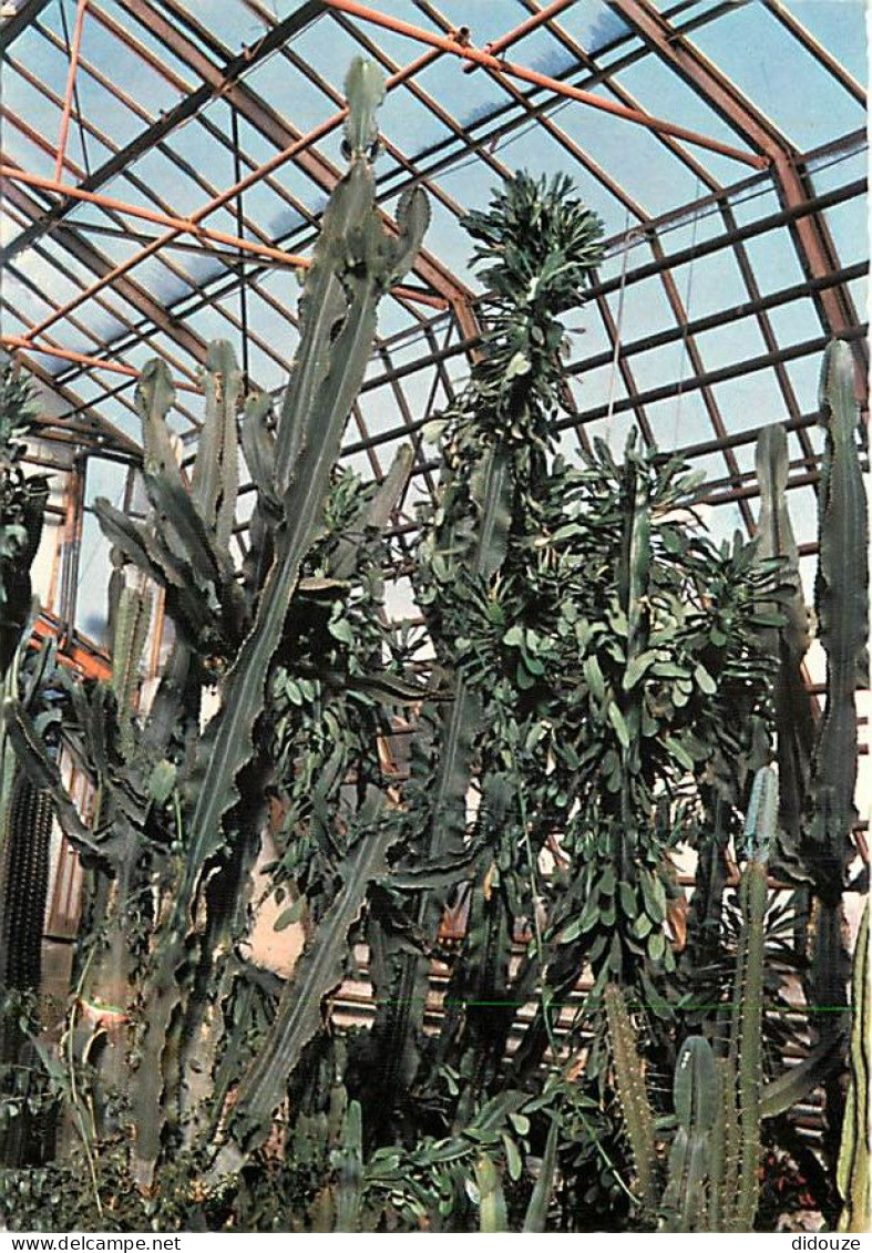 Carte Postale - 88 - Xonrupt-Longemer - La Moineaudière - Les Euphorbes géantes - Carte Neuve - CPM - Voir Scans Recto-V