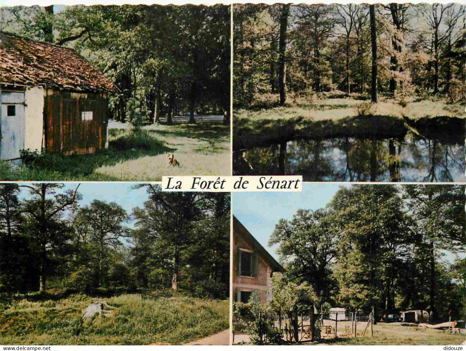 Carte Postale - 91 - Forêt de Sénart - Multivues -  -  -  -  - CPM -  -  - Voir Scans Recto-Verso
