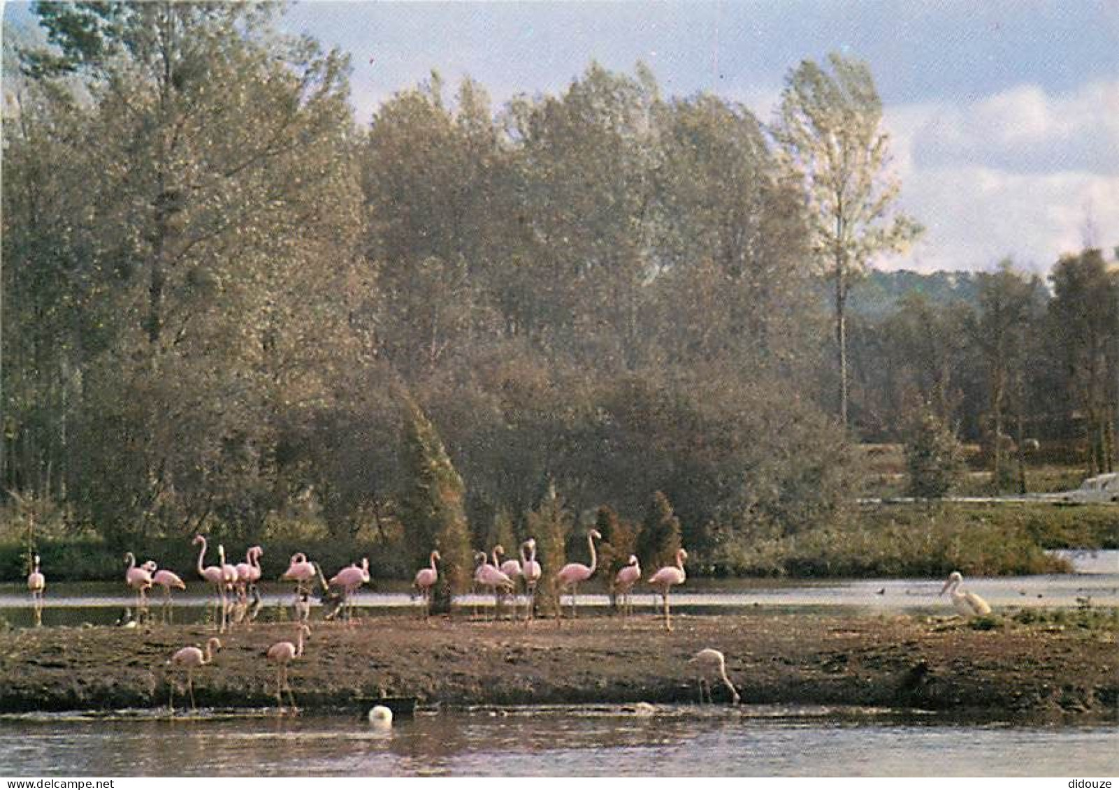 Carte Postale - 91 - Saint Vrain - Le Parc de Saint Vrain - Flamants de Cuba et Pélican - Animaux - Oiseaux - CPM - Cart