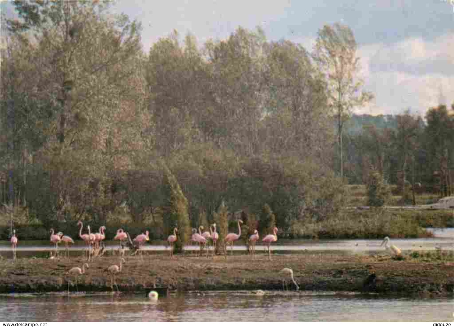 Carte Postale - 91 - Saint Vrain - Parc Zoologique de Saint Vrain - Flamants Roses - CPM - Voir Scans Recto-Verso - Posc