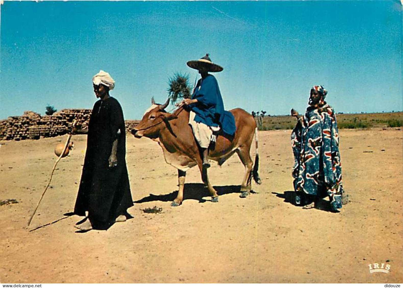 Carte Postale - Afrique - Afrique en Couleurs - 5896 - Scène africaine - Vaches - CPM - Voir Scans Recto-Verso - Poscard