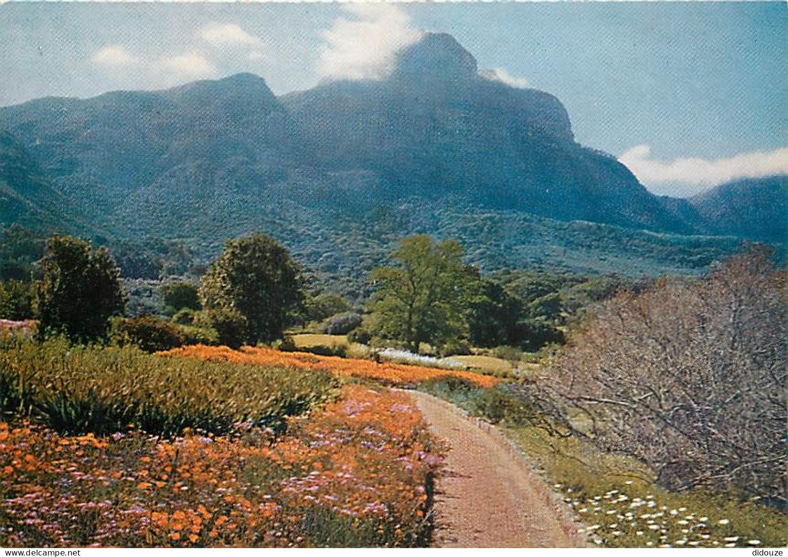 Carte Postale - Afrique du Sud - South Africa - Cape - Kirstenbosch - Garden Scene - CPM - Carte Neuve - Voir Scans Rect