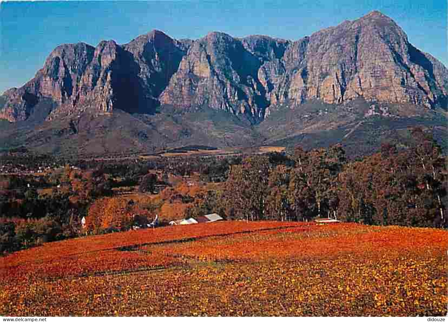 Carte Postale - Afrique du Sud - South Africa - Rich autumn vineyard scène at Bantioek, Cape, South Africa - CPM - Voir