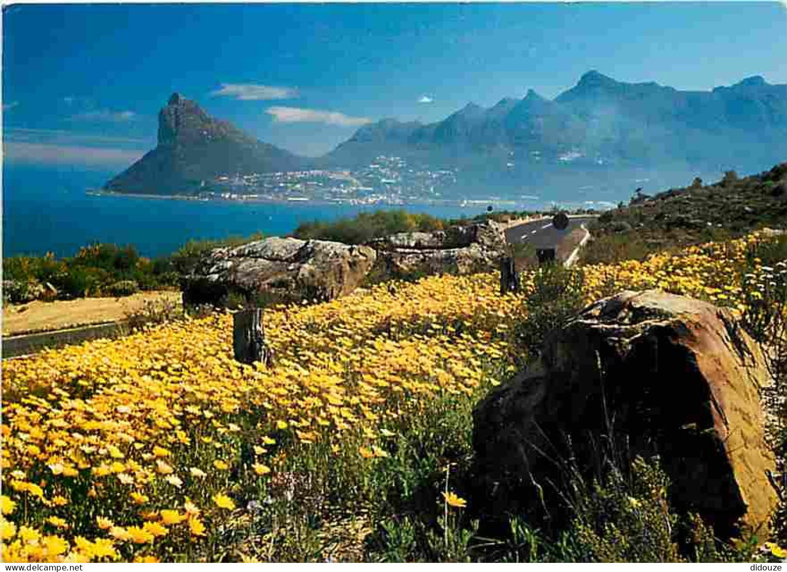 Carte Postale - Afrique du Sud - South Africa - Spring Flowers along chapmans peak - CPM - Voir Scans Recto-Verso - Posc