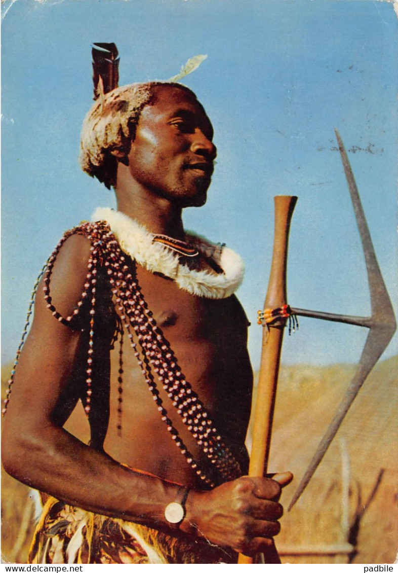 carte postale Afrique Swaziland  Swazi Warrior  très beau plan