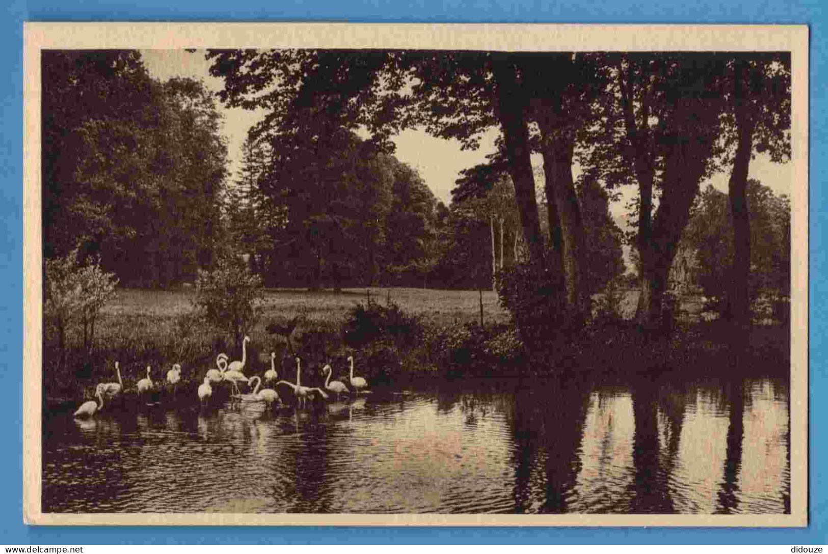 Carte Postale Ancienne - 76 - Clères - Le Parc Zoologique - Flammants - Carte Vierge