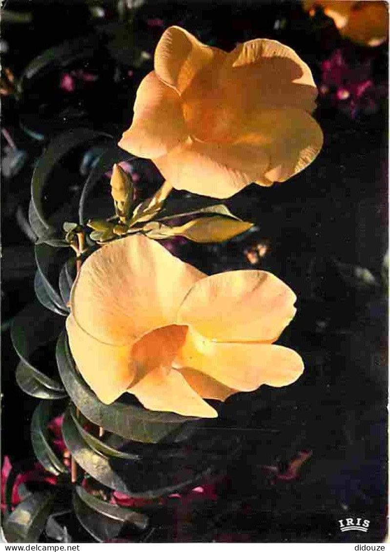 Carte Postale - Antilles - Fleurs des Antilles - Alamandas - CPM - Voir Scans Recto-Verso - Poscard - Carta Postal -  Po