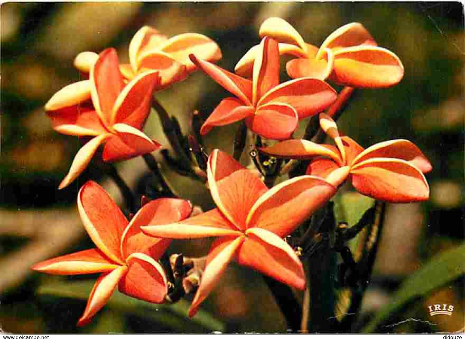 Carte Postale - Antilles - Fleurs des Antilles - Frangipaniers - CPM - Voir Scans Recto-Verso - Poscard - Carta Postal -