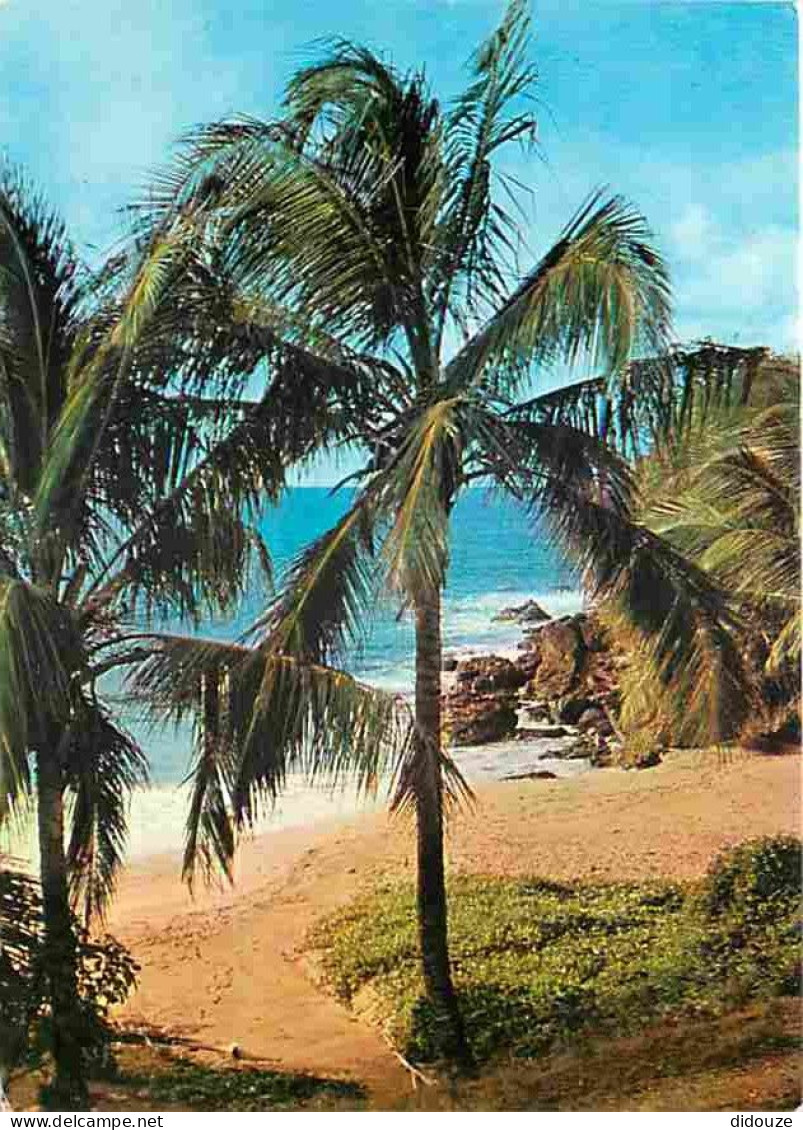 Carte Postale - Antilles - Plage sauvage aux Antilles - CPM - Voir Scans Recto-Verso - Poscard - Carta Postal -  Postkar