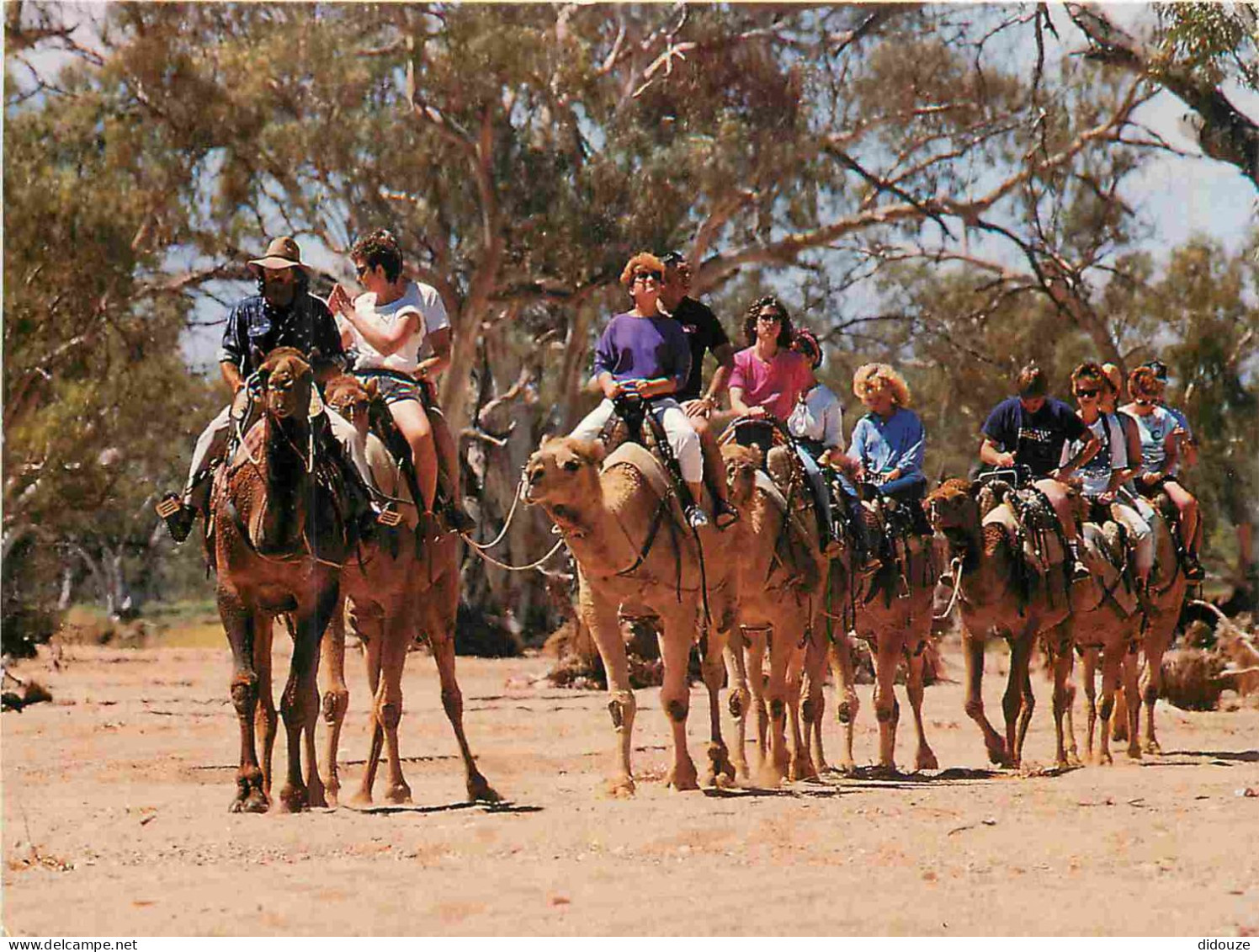 Carte Postale - Australie - Alice Springs - Camel Safari - Todd River - Chameaux - CPM - Voir Scans Recto-Verso - Poscar