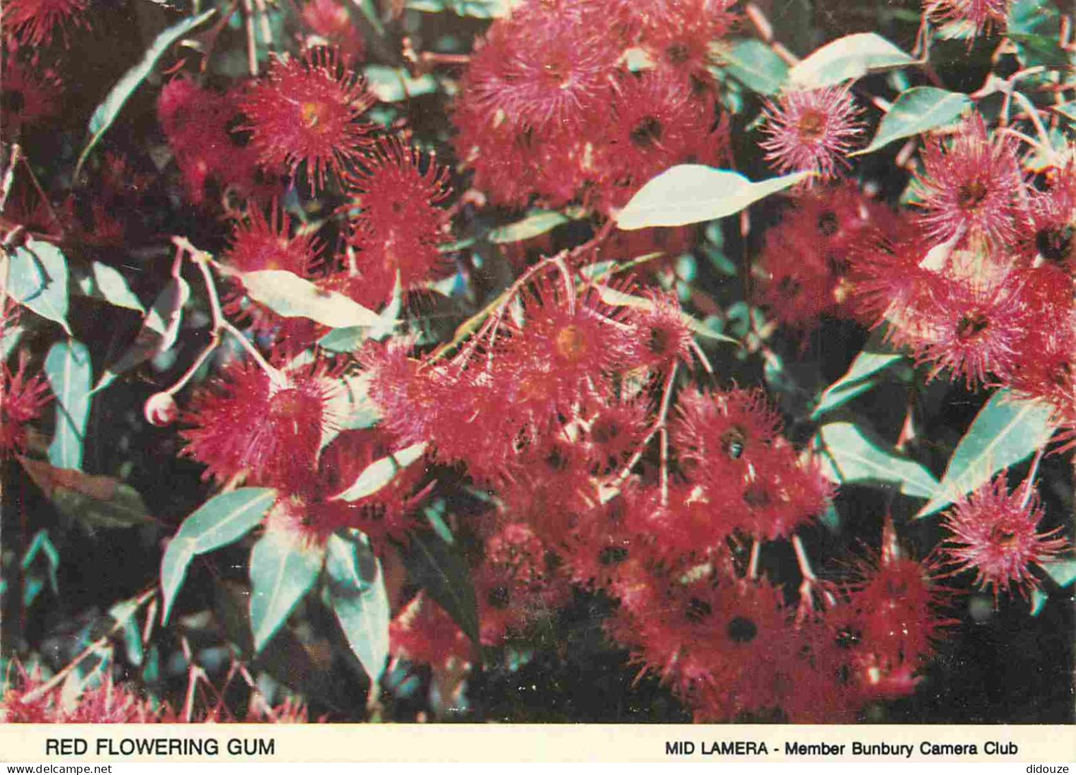 Carte Postale - Australie - Bunbury - Red Flowering Gum Mid Lamera - Fleurs - CPM - Voir Scans Recto-Verso - Poscard - C
