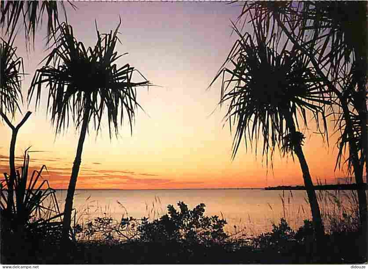 Carte Postale - Australie - Darwin - Sunset over Fannie Bay with Pandanus palms framing the tropic waters - CPM - Voir S