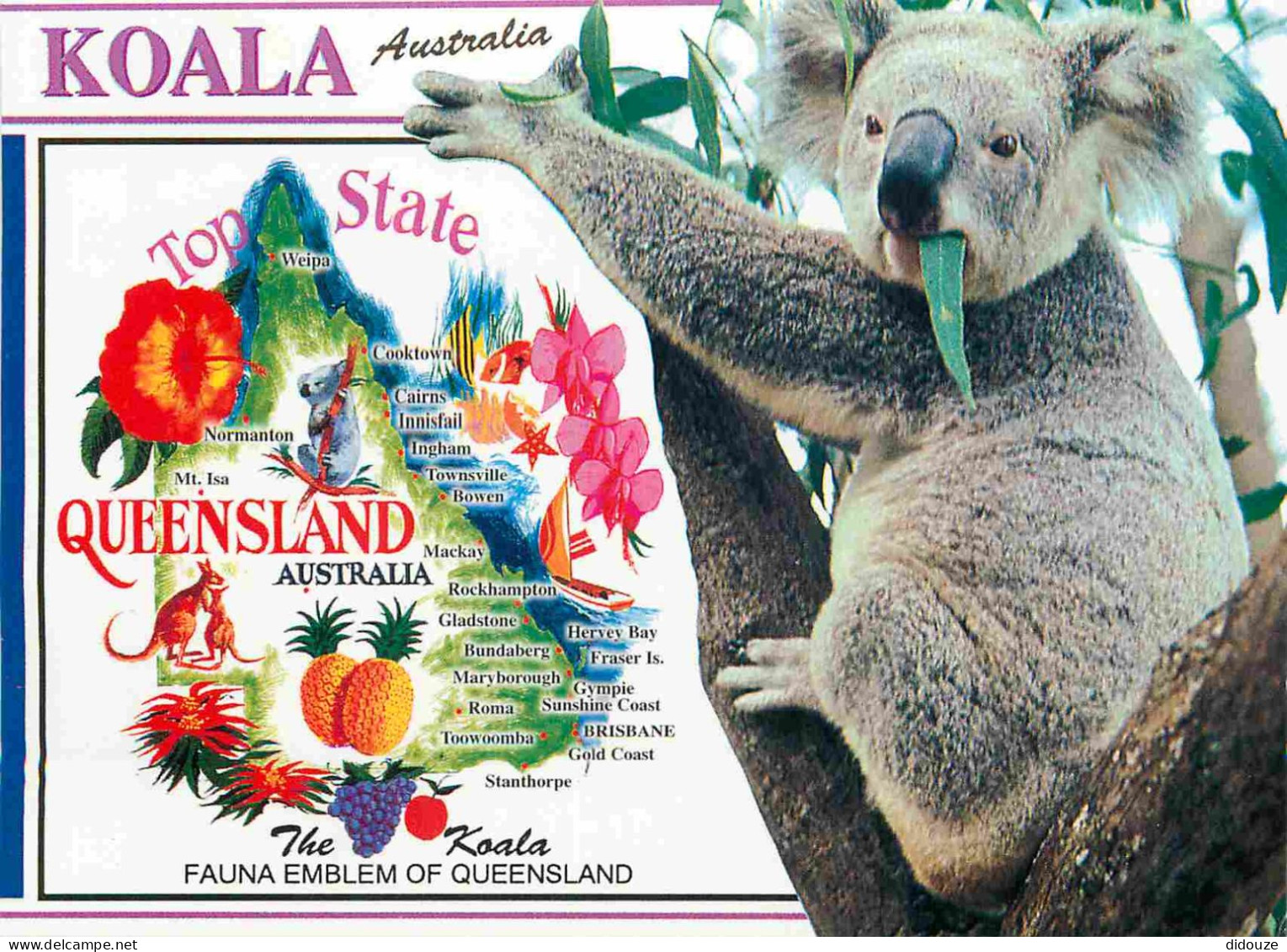 Carte Postale - Australie - Sunshine Coast - The koala is a marsupial mammal which grows a length of about 75cm  and eat