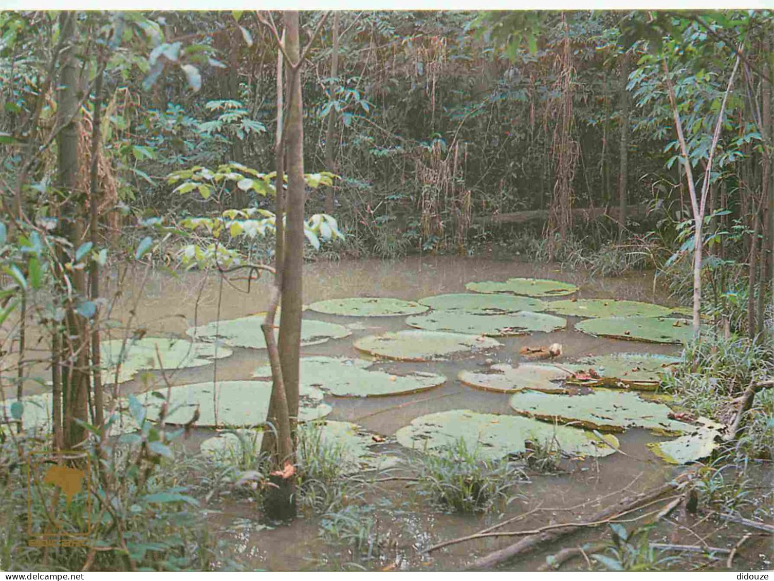 Carte Postale - Brésil - Manaus - Vitória régia - Forêt Amazonienne - CPM - Voir Scans Recto-Verso - Poscard - Carta Pos