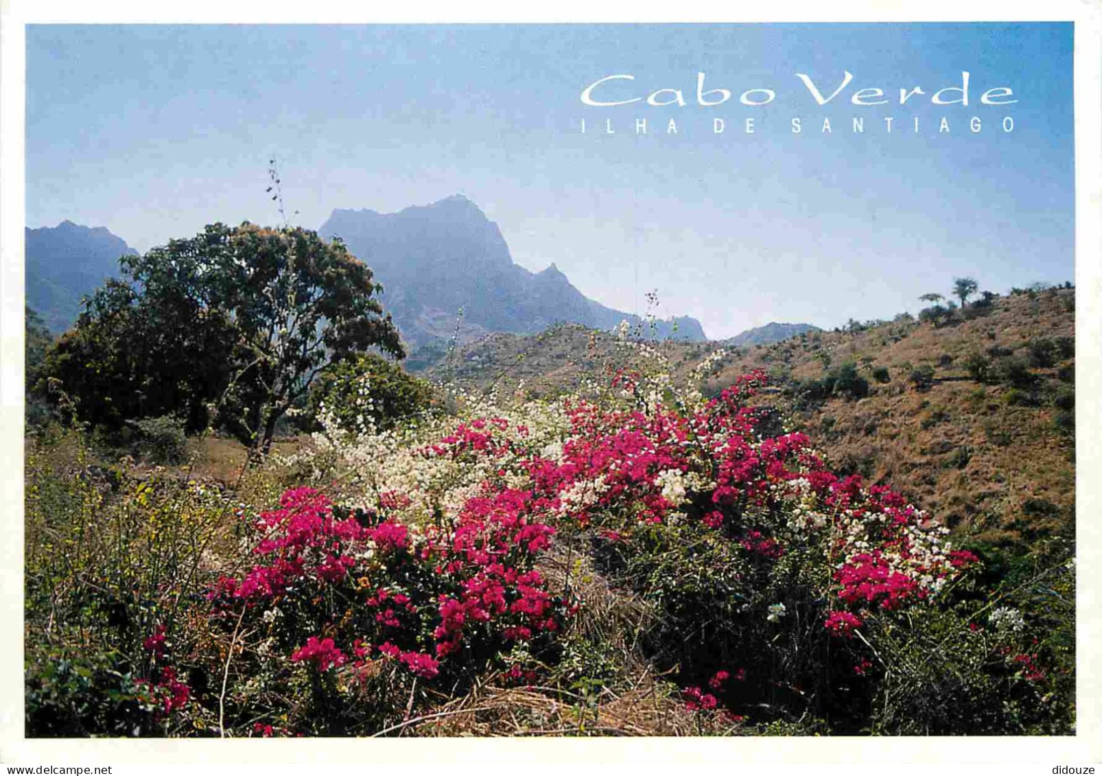 Carte Postale - Cap Vert - Cabo Verde - Ilha de Santiago - Fleurs - CPM - Voir Scans Recto-Verso - Poscard - Carta Posta