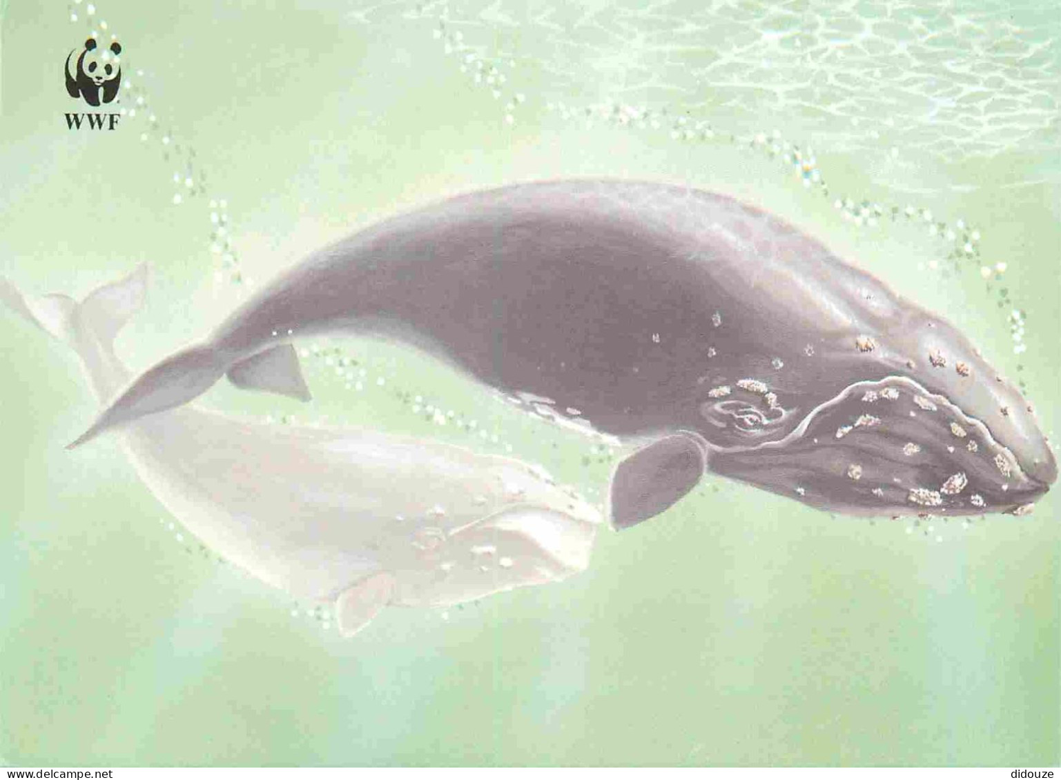 Carte Postale - Danemark - Slættibøka eubalaena glacialis - Baleine à bosse - Carte WWF - Art illustration - Îles Féroé