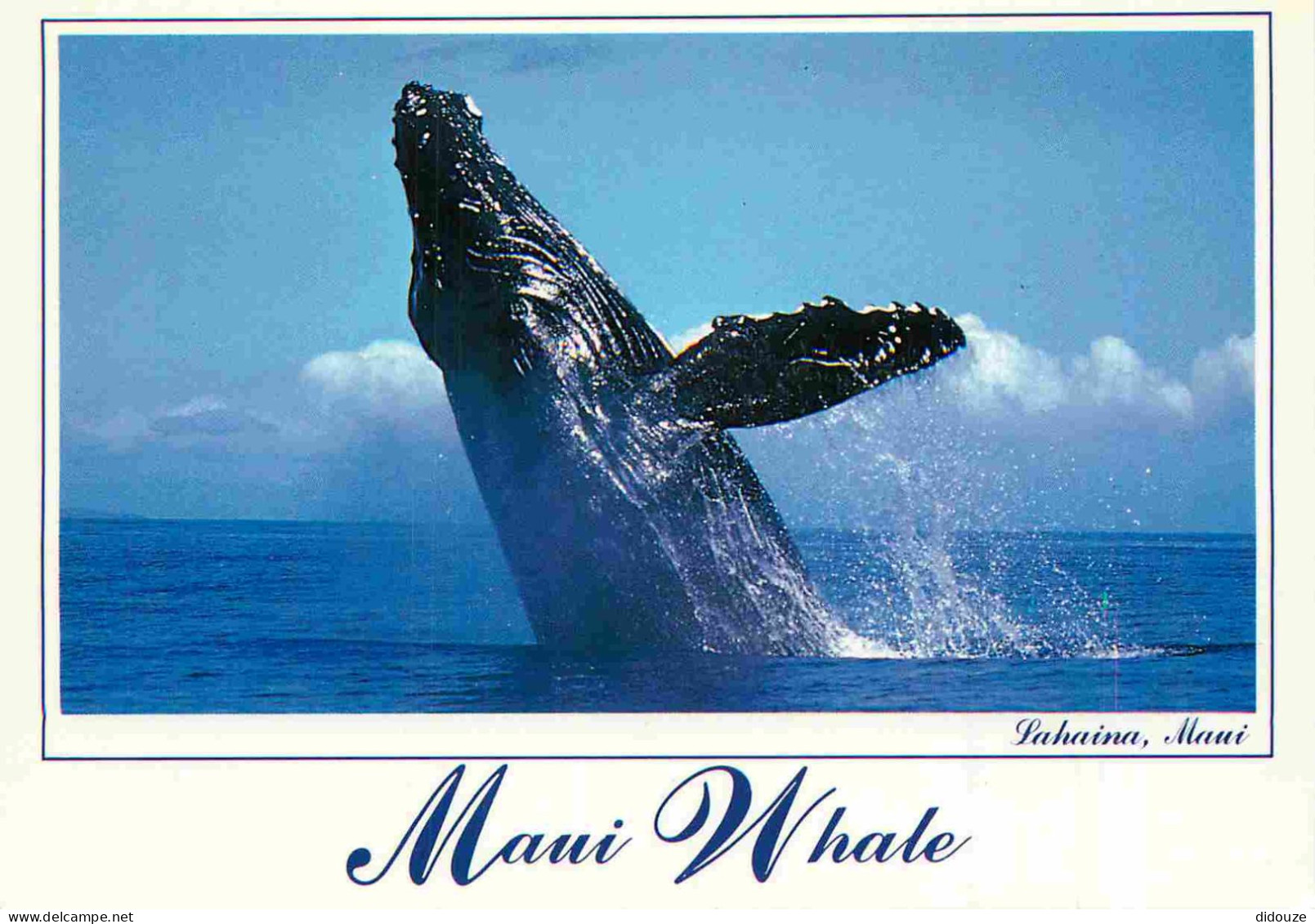 Carte Postale - Etats-Unis - Lahaina - Maui whale a giant maui humpback whale lifts its massive body from the ocean as i