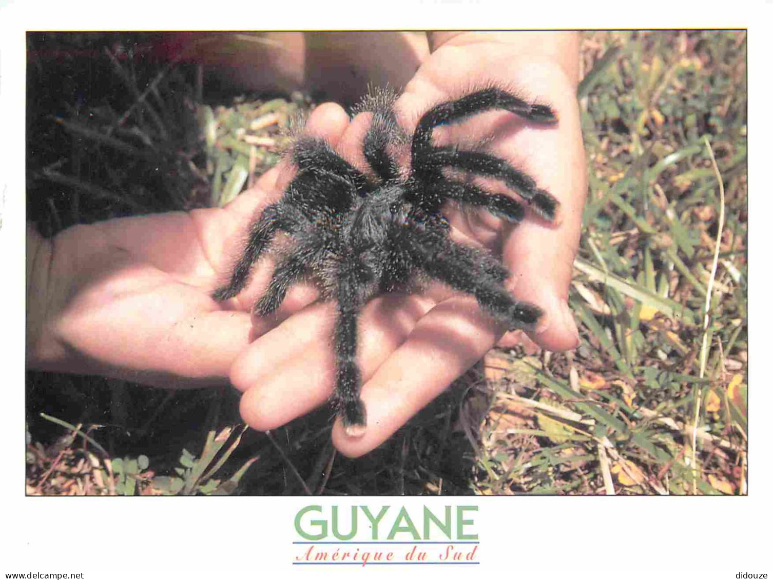 Carte Postale - Guyane - Faune de Guyane - Araignée Matoutou - Animaux - CPM - Voir Scans Recto-Verso - Poscard - Carta