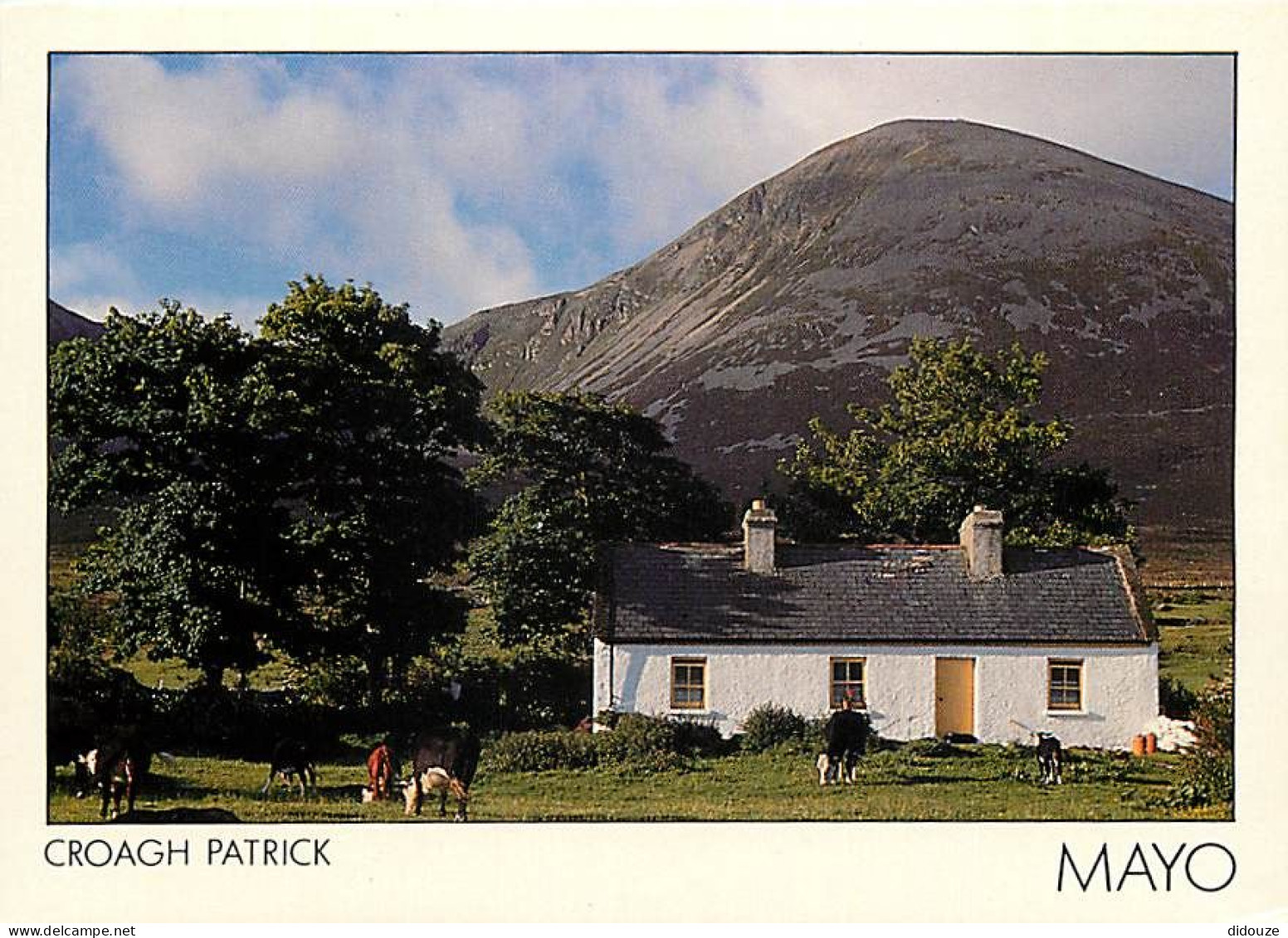 Carte Postale - Irlande - Wexford - Croagh Patrick - Vaches - Carte Neuve - Ireland - CPM - Voir Scans Recto-Verso - Pos