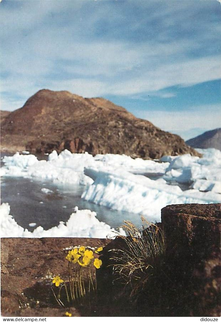 Carte Postale - Islande - Sungaartorsuit - Fjeldvalmue - Carte Neuve - Iceland - CPM - Voir Scans Recto-Verso - Poscard
