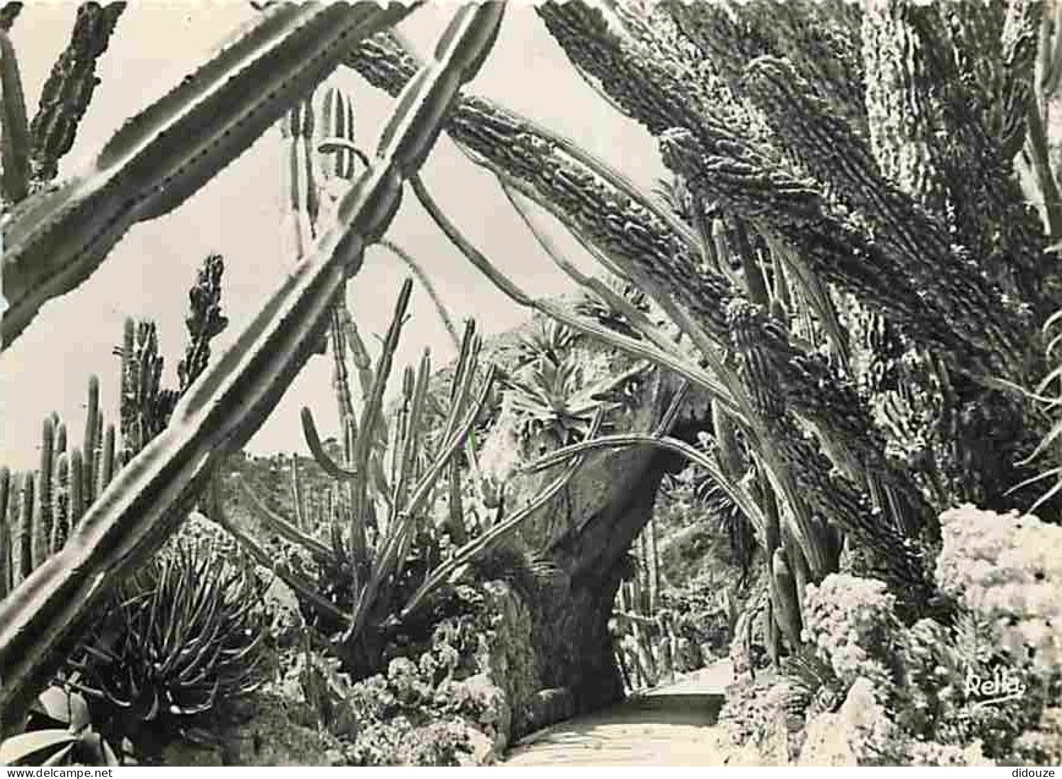 Carte Postale - Monaco - Le Jardin exotique - CPM - Voir Scans Recto-Verso - Poscard - Carta Postal -  Postkarte