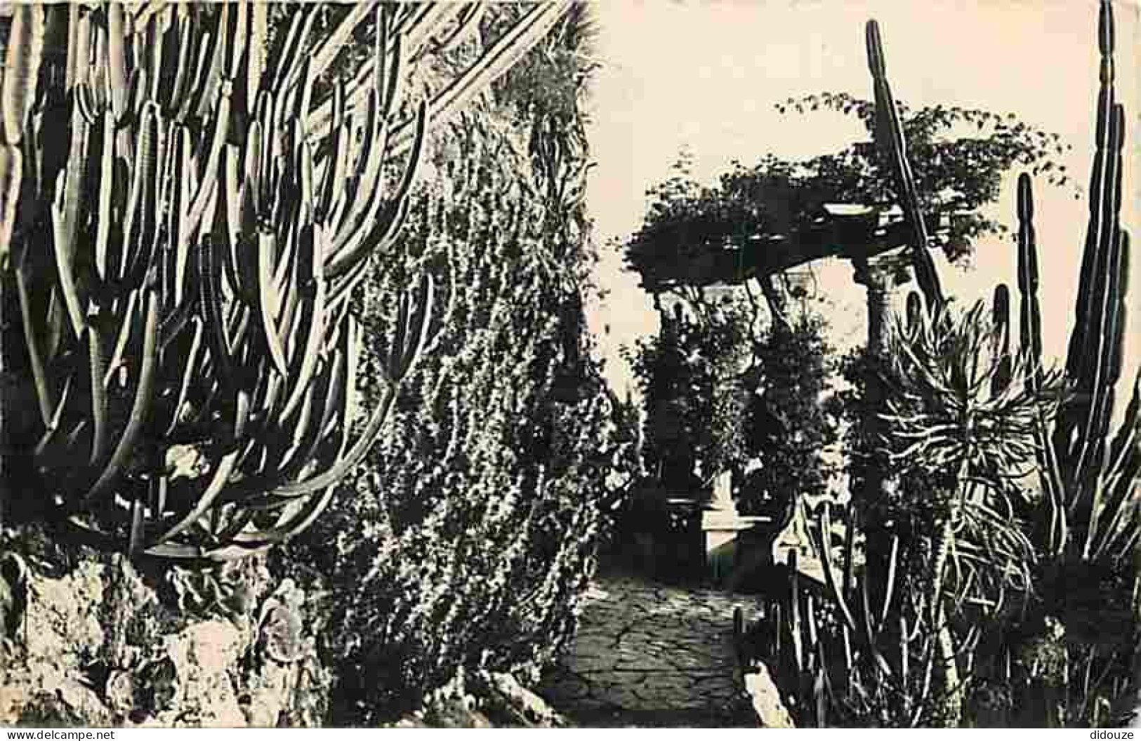 Carte Postale - Monaco - Le Jardin exotique - CPM - Voir Scans Recto-Verso - Poscard - Carta Postal -  Postkarte