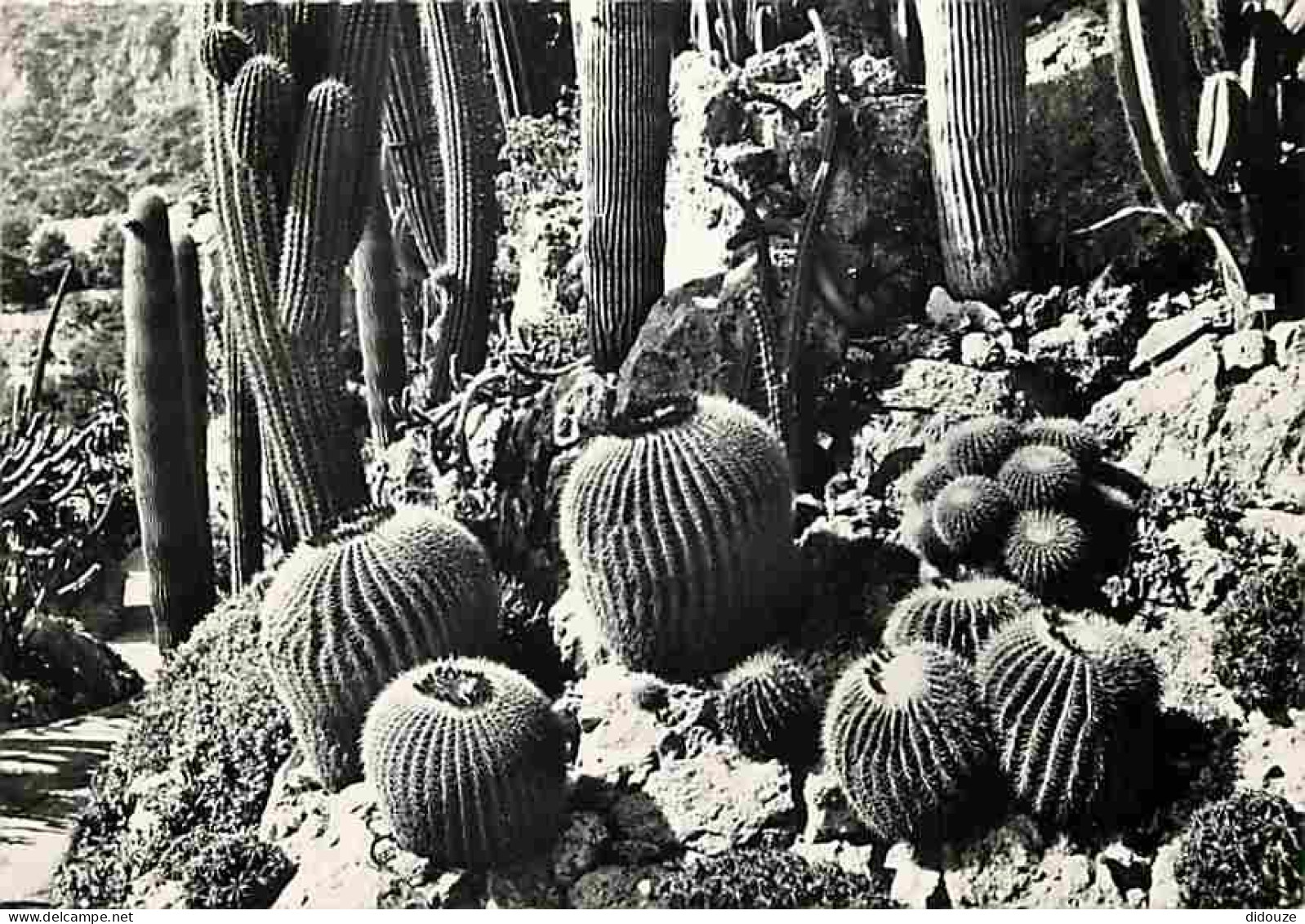 Carte Postale - Monaco - Le Jardin exotique - Echinocactus grusani - Pilocereus - CPM - Voir Scans Recto-Verso - Poscard