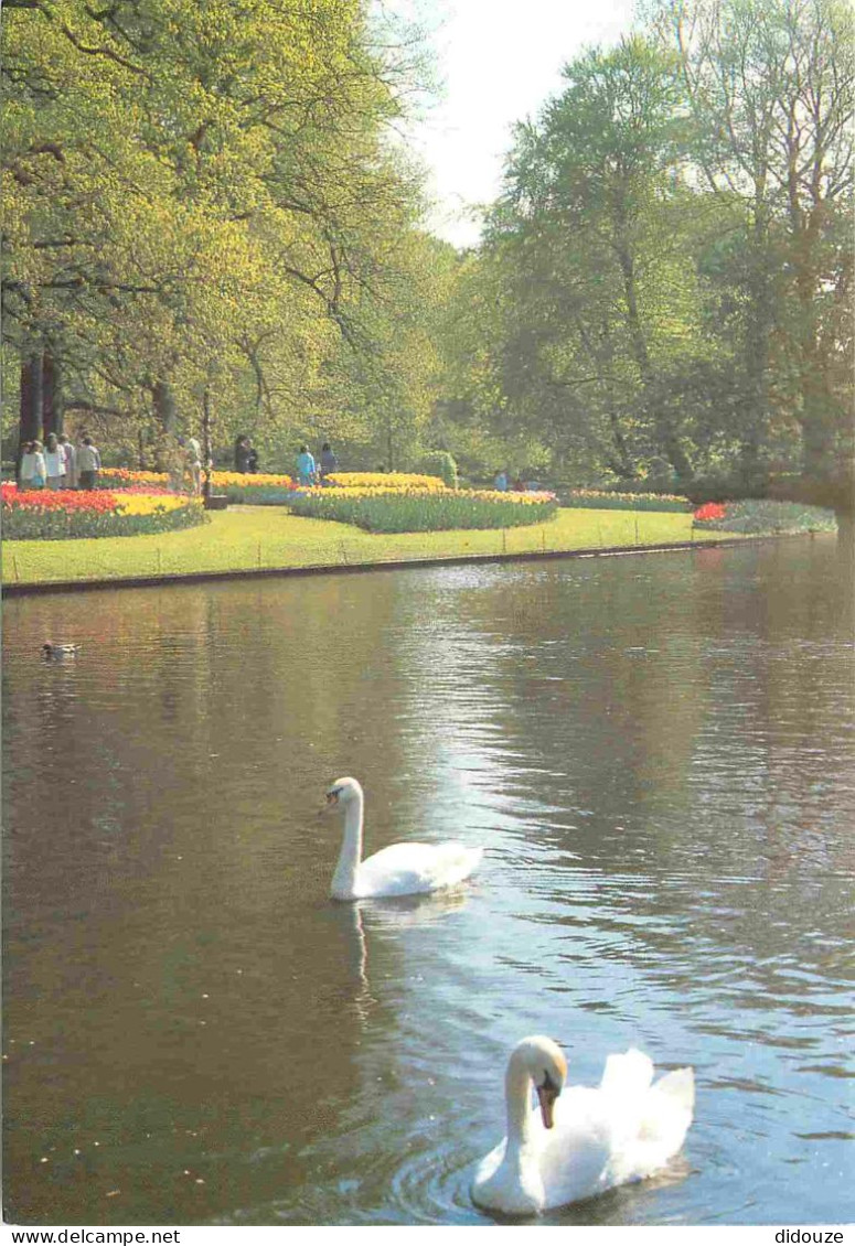 Carte Postale - Pays-Bas - Lisse - Keukenhof - Cygnes - Zuid-Holland - CPM - Voir Scans Recto-Verso
