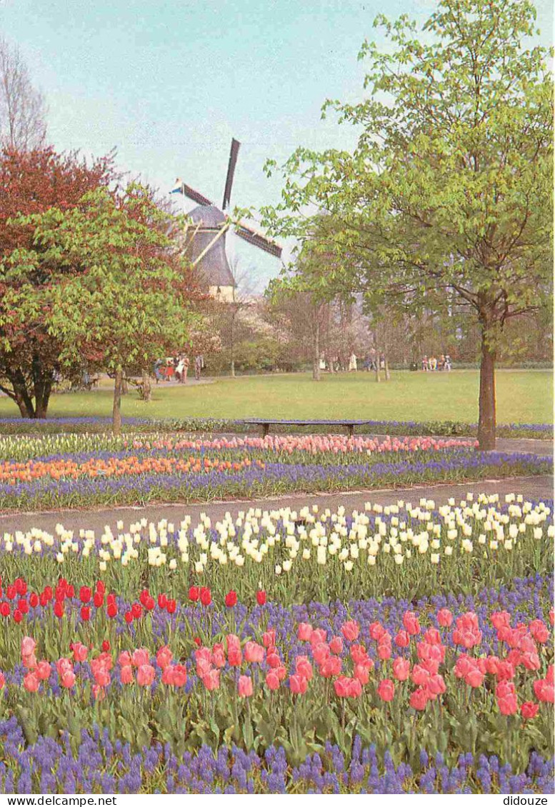 Carte Postale - Pays-Bas - Lisse - Keukenhof - Fleurs - Moulin à vent - Zuid-Holland - CPM - Voir Scans Recto-Verso