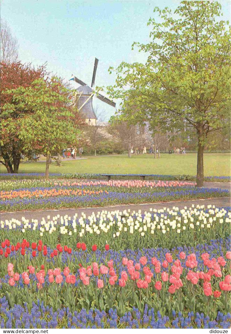 Carte Postale - Pays-Bas - Lisse - Keukenhof - Fleurs - Moulin à vent - Zuid-Holland - CPM - Voir Scans Recto-Verso