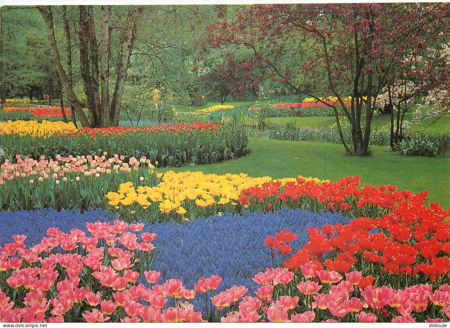 Carte Postale - Pays-Bas - Lisse - Keukenhof - Fleurs - Noord-Holland - CPM - Voir Scans Recto-Verso