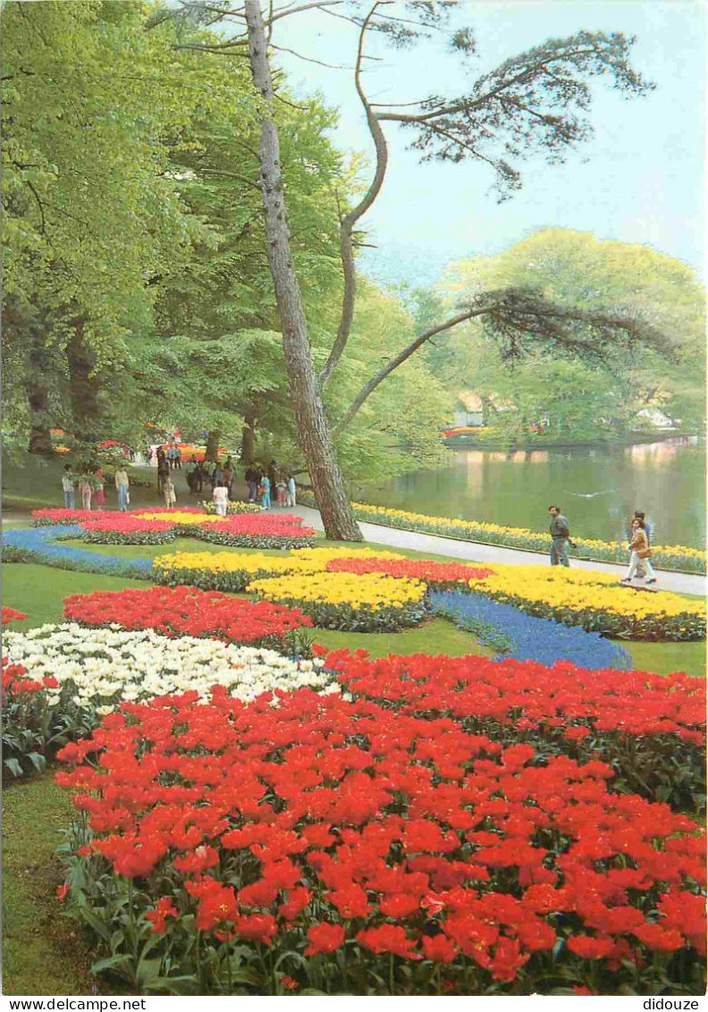 Carte Postale - Pays-Bas - Lisse - Keukenhof - Fleurs - Noord-Holland - CPM - Voir Scans Recto-Verso