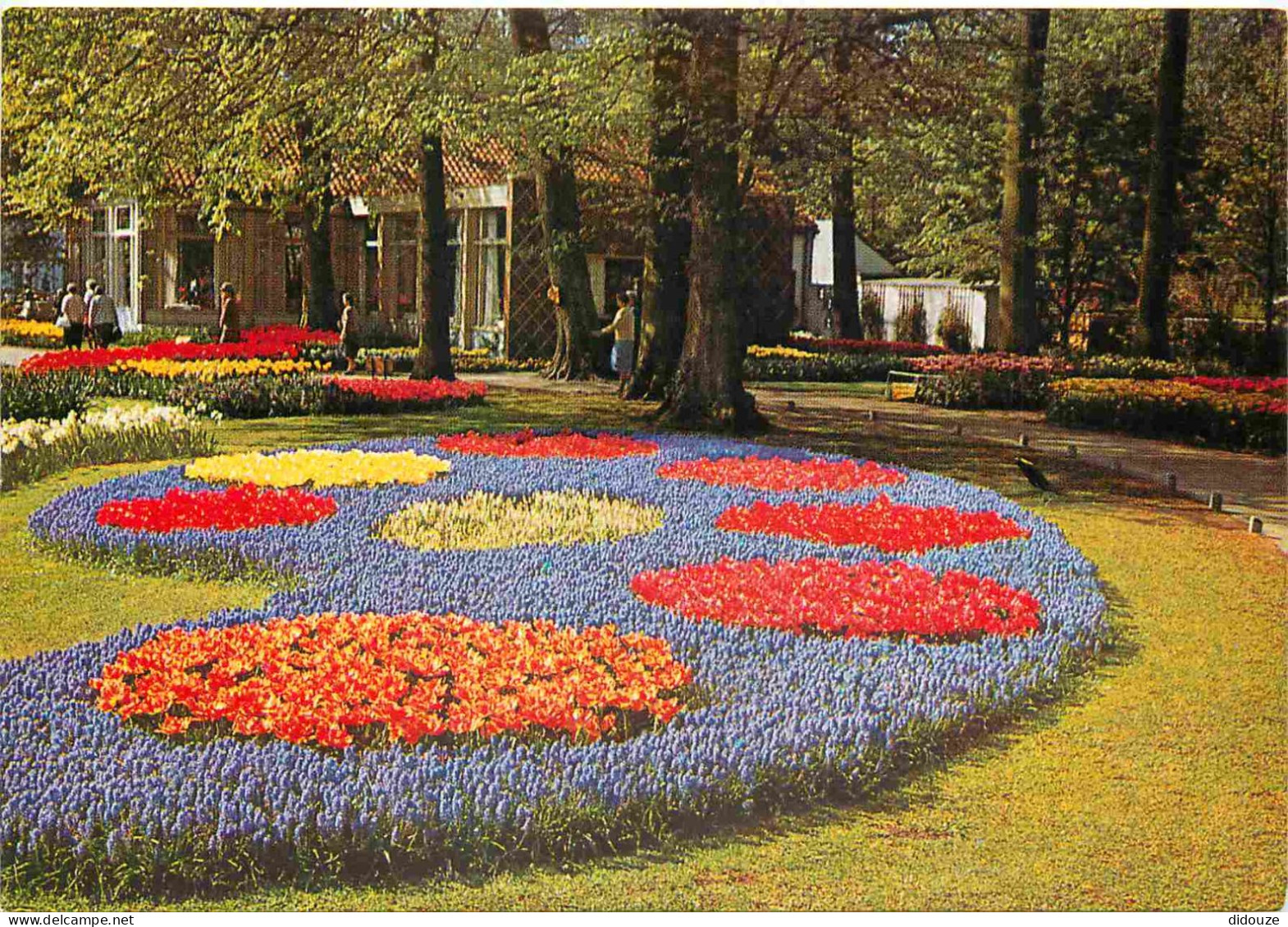 Carte Postale - Pays-Bas - Lisse - Keukenhof - Fleurs - Zuid-Holland - CPM - Voir Scans Recto-Verso